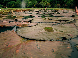 Flowers in Bogor Botanical Garden
