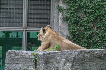 Naklejka premium Lion animal at Buffalo Zoo