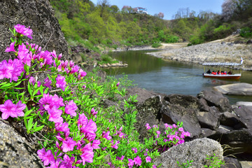 Fototapeta na wymiar 강가에 피어있는 아름다운 수달래