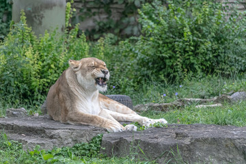 Lion animal at Buffalo Zoo