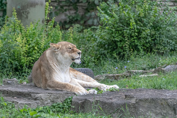 Naklejka na ściany i meble Lion animal at Buffalo Zoo