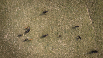Meat production,  livestock in Pampas region, Aerial view,Argentina