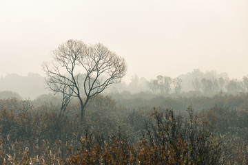 foggy field  © Sergey Lorgus