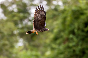 Snail kite photographed in Linhares, Espirito Santo. Southeast of Brazil. Atlantic Forest Biome. Picture made in 2013.