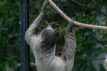 Sloth animal at Buffalo Zoo