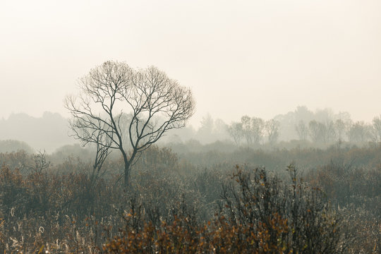 foggy field 