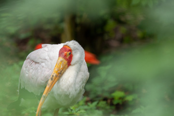 Obraz premium yellow billed stork