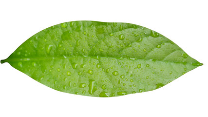 Fototapeta na wymiar Avocado leaves isolated on a white background Clipping Path 