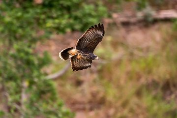 Snail kite photographed in Linhares, Espirito Santo. Southeast of Brazil. Atlantic Forest Biome. Picture made in 2013.