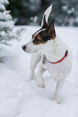 Low angle close up view of a small terrier dog standing in fresh snow in a forest with front paw lifted and a little snow on her snout