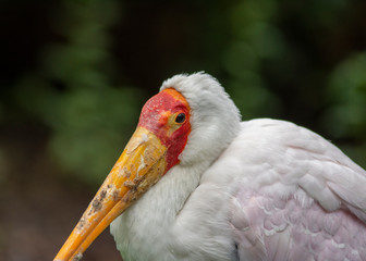 yellow billed stork