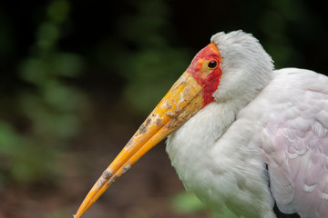 yellow billed stork
