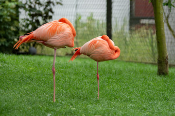 Pink flamingos standing up on one leg