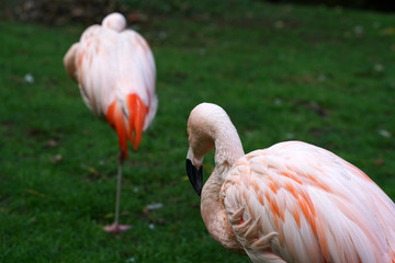 The pink flamingo is the only representative of the order whose natural range also extends to Europe