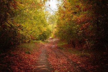 autumn scene, the fallen leaves on the ground on the road in the forest