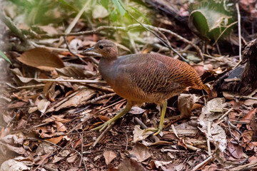 Naklejka na ściany i meble Yellow legged Tinamou photographed in Linhares, Espirito Santo. Southeast of Brazil. Atlantic Forest Biome. Picture made in 2013.