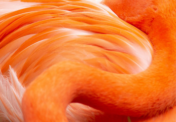 Pink flamingos feathers close up