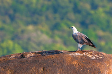 The white bellied sea eagle (Haliaeetus leucogaster), also known as the white breasted sea eagle, is a large diurnal bird of prey in the family Accipitridae, Trincomalee, Sri Lanka. - 298300863