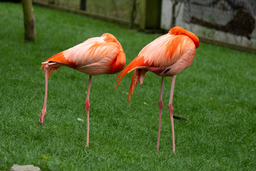 Fototapeta na wymiar Pink flamingos resting on one leg