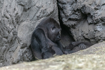Gorilla at buffalo zoo