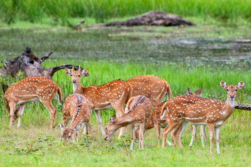 The chital or cheetal (Axis axis), also known as spotted deer or axis deer, Yala National park, Sri Lanka. - 298301064