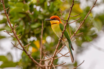 Chestnut headed Bee eater (Merops leschenaulti) at Yala NP, Sri Lanka.