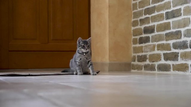 A tiger grey kitten is playing with a stuffed mouse in her house.
He jumps, he grabs it, he misses it, he chases it, he has fun.