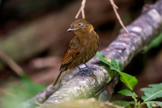 Thrush like Schiffornis photographed in Linhares, Espirito Santo. Southeast of Brazil. Atlantic Forest Biome. Picture made in 2013.