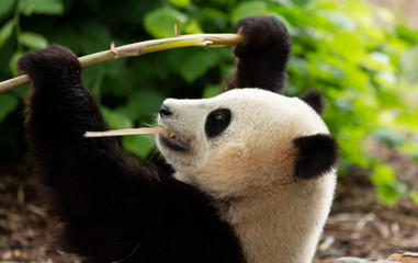 Panda bear eating Bamboo in Pairi daiza zoo, Belgium
