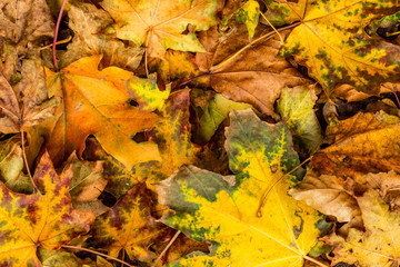 Autumn leaves on ground