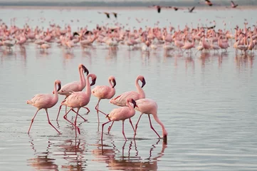 Zelfklevend Fotobehang De mindere flamingo& 39 s (Phoenicopterus minor) bij meer Nakuru, Kenia. © GISTEL