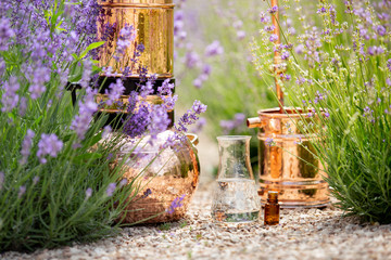Distilling apparatus alembic with esential oil between of lavender field lines.