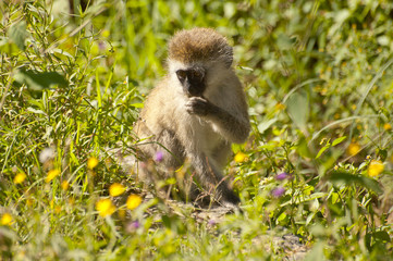 Close up of a Vervet Monkey (Chlorocebus Pygerythrus), Lake Nakuru, Kenya.