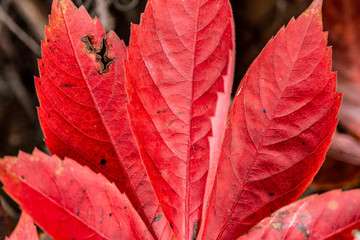 Red maple leave in autumn
