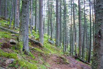 Summer forest landscape, scenic nature forest view with fir trees
