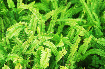 fern