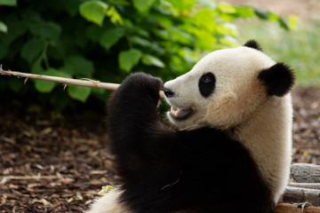 Panda bear eating Bamboo in Pairi daiza zoo, Belgium