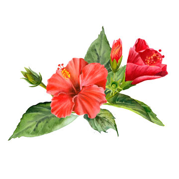 Watercolor bouquet with realistic colorful hibiscus and green leaves.  Tropical flower Illustration for design wedding invitations, greeting cards, postcards. 
