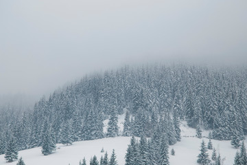 Winter foggy forest landscape, moody fir tree forest landscape in winter season