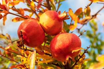 Sunny organic pomegranate fruits on a branch full of orange and green leaves. Image