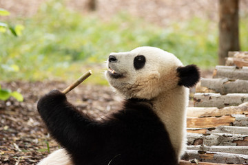 Obraz premium Panda bear eating Bamboo in Pairi daiza zoo, Belgium