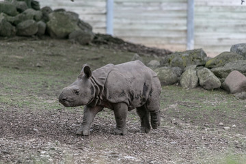 Fototapeta premium Baby rhino and mother rhino at the buffalo zoo