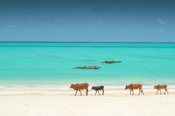 Family of Zebu cattle walking along the beach of Zanzibar, Tanzania.