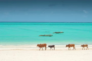 Fotobehang Nungwi Strand, Tanzania Familie van Zebu-vee die langs het strand van Zanzibar, Tanzania lopen.