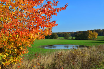 Kolorowe liście drzewa, piękny jesienny krajobraz