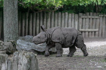 Fototapeta premium Baby rhino and mother rhino at the buffalo zoo