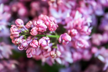 Blooming lilac close up