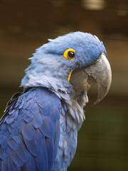 blue parrot close up