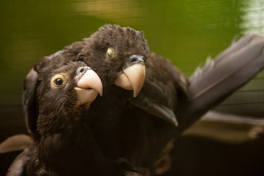 Couple of parrots loving each other