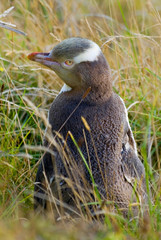 Yellow eyed penguin (Megadyptes antipodes) Otago Peninsula, South Island, New Zealand.